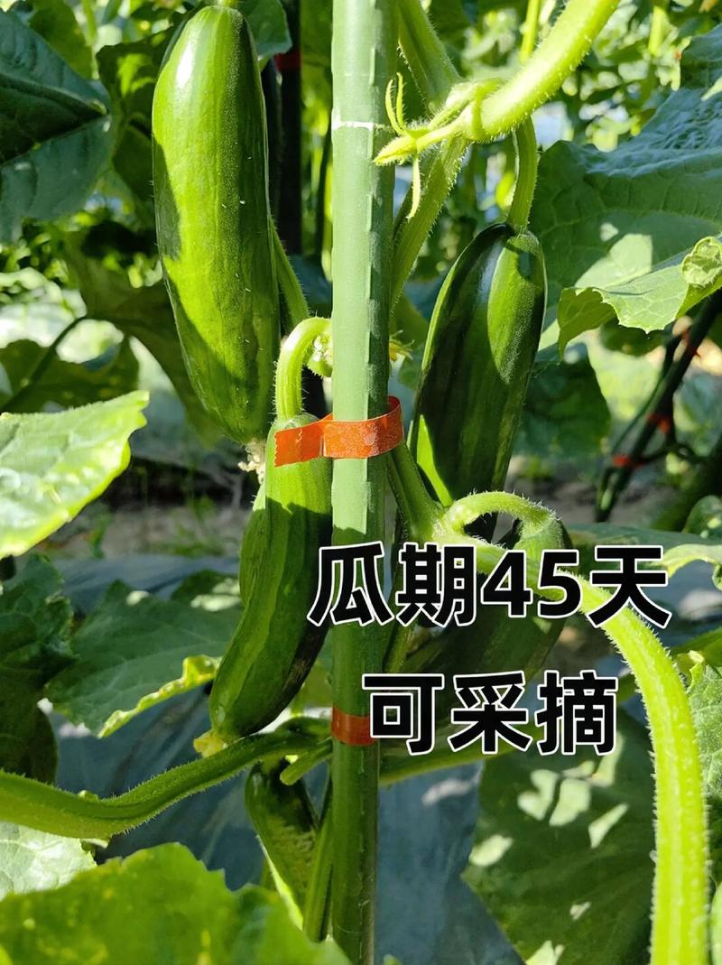 水果黄瓜怎么种植高产，水果黄瓜种植步骤。 水果黄瓜怎么种植高产，水果黄瓜种植步骤。 家禽养殖