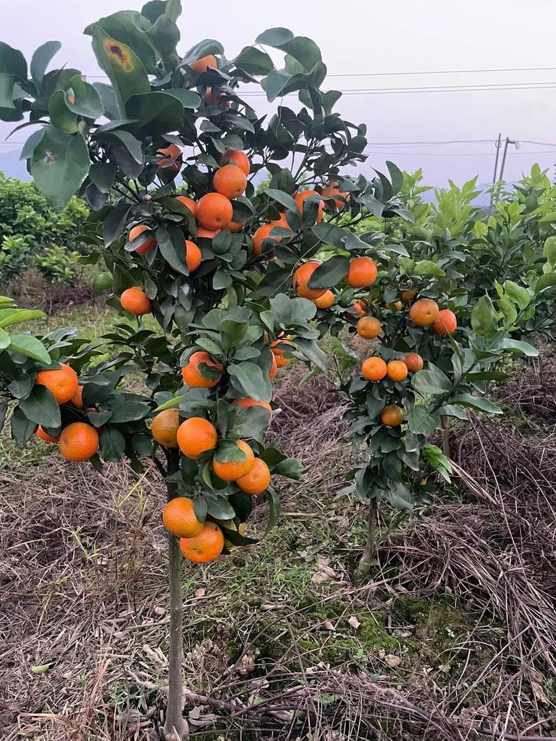 金秋沙糖橘怎么种植，水果王树苗种植方法。 金秋沙糖橘怎么种植，水果王树苗种植方法。 水果种植