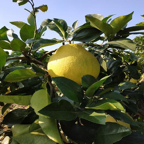 江西上饶地区适合种植什么水果，上饶种植什么水果最好吃。 江西上饶地区适合种植什么水果，上饶种植什么水果最好吃。 土壤施肥