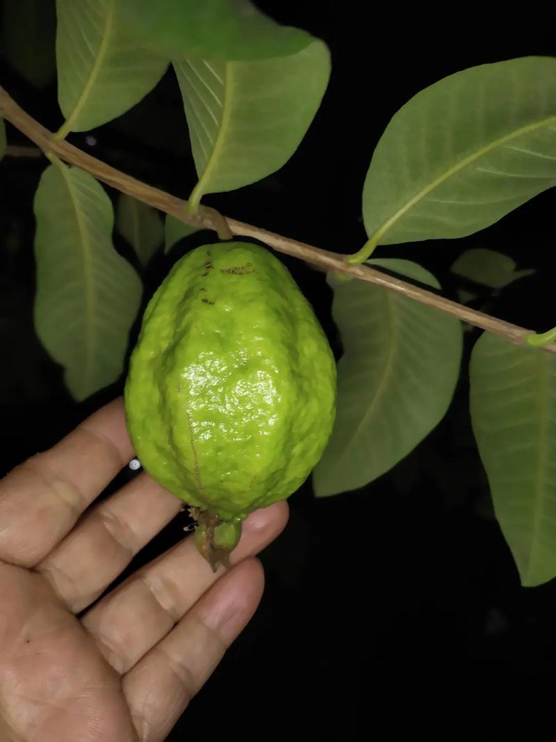 番石榴什么意思，鸡屎种植哪种水果最好。 番石榴什么意思，鸡屎种植哪种水果最好。 土壤施肥