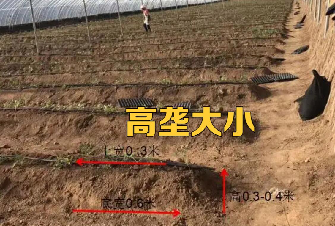 露地西红柿高垄种植方法，大棚种植黄水果番茄好吗。 露地西红柿高垄种植方法，大棚种植黄水果番茄好吗。 土壤施肥