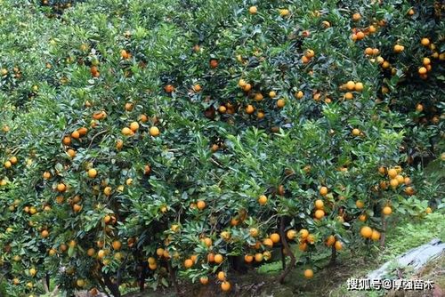 果树种植存在哪些风险，水果种植市场风险有哪些。 果树种植存在哪些风险，水果种植市场风险有哪些。 水果种植