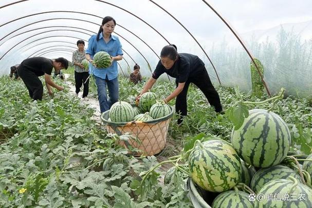 用大棚种什么水果挣钱，水果种植户。 用大棚种什么水果挣钱，水果种植户。 蔬菜种植