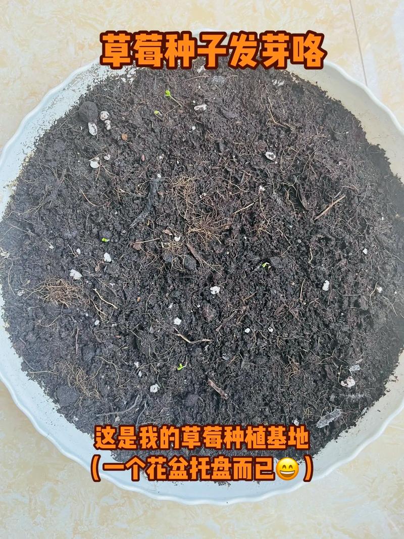 草芽孢种植方法，农村水果芽孢怎么种植视频。 草芽孢种植方法，农村水果芽孢怎么种植视频。 畜牧养殖