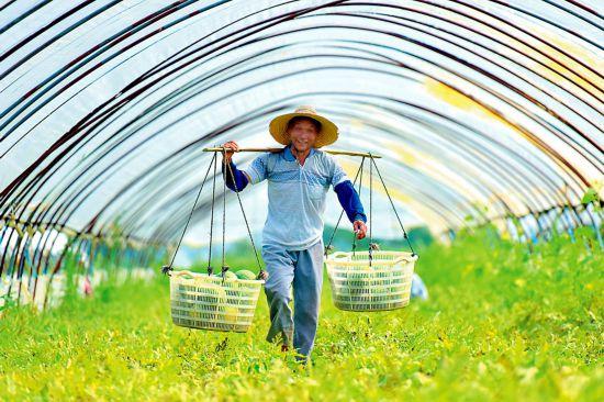 为什么广西可以一年四季瓜果不断瓜果飘香，飘香水果种植方法。 为什么广西可以一年四季瓜果不断瓜果飘香，飘香水果种植方法。 蔬菜种植