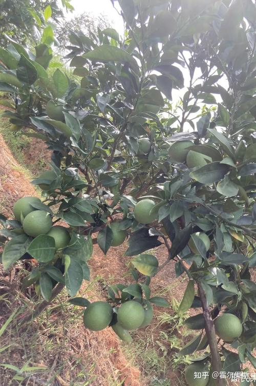 脐橙种植有什么风险，种植水果风险大吗知乎。 脐橙种植有什么风险，种植水果风险大吗知乎。 畜牧养殖