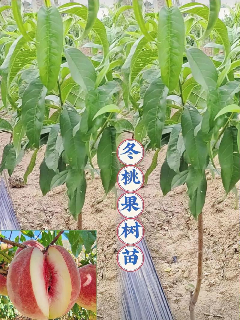 冬天可以种植果树吗？哪些果树在冬天可以种植呢，冬天田地种植什么水果好。 冬天可以种植果树吗？哪些果树在冬天可以种植呢，冬天田地种植什么水果好。 畜牧养殖