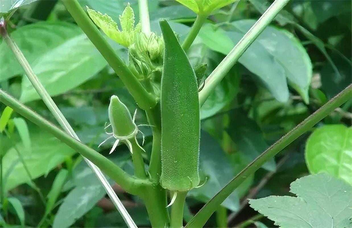 秋葵苗的种植方法，水果秋葵怎样种植视频。 秋葵苗的种植方法，水果秋葵怎样种植视频。 蔬菜种植