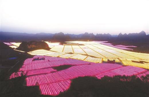 广西第一大水库，大化县水果种植基地在哪里。 广西第一大水库，大化县水果种植基地在哪里。 畜牧养殖