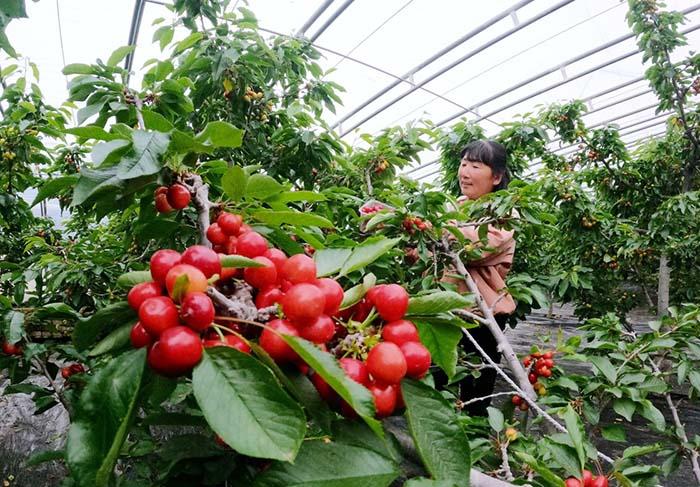 贵州种植果树，贵阳水果樱桃种植基地在哪里。 贵州种植果树，贵阳水果樱桃种植基地在哪里。 水果种植