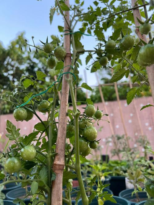 西红柿怎样搭架，水果种植怎么搭架子。 西红柿怎样搭架，水果种植怎么搭架子。 土壤施肥