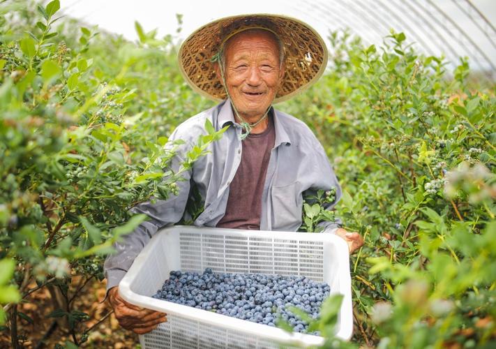 在十几亩的土地上种什么比较好，汉川水果蓝莓种植基地在哪里。 在十几亩的土地上种什么比较好，汉川水果蓝莓种植基地在哪里。 畜牧养殖