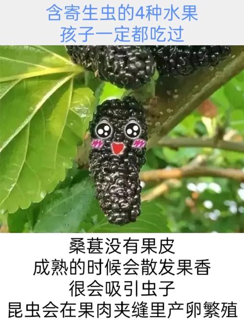 十大不长虫水果，什么水果种植不长虫子。 十大不长虫水果，什么水果种植不长虫子。 土壤施肥