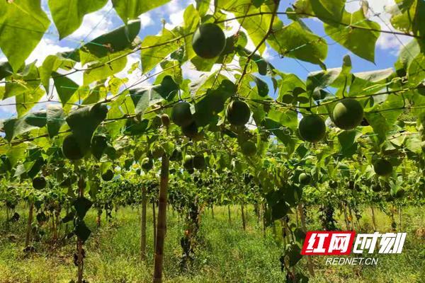 湖南都长什么水果，临武水果种植基地。 湖南都长什么水果，临武水果种植基地。 畜牧养殖