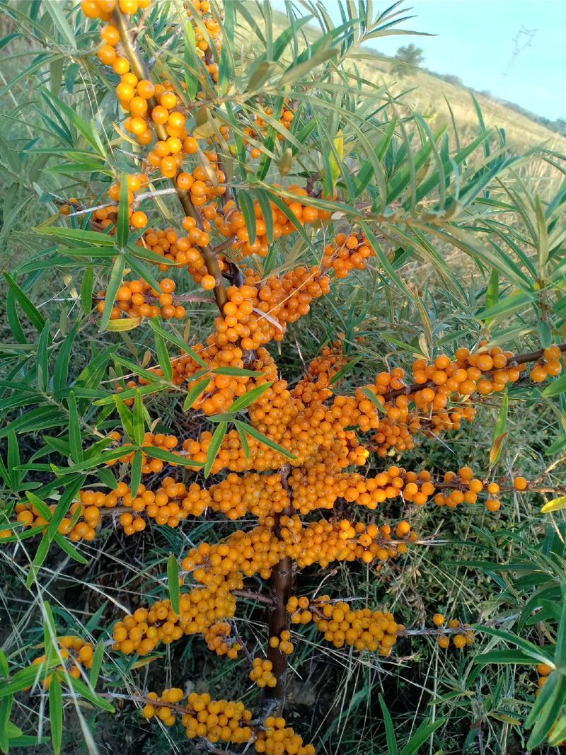 适合沙地生长的果树，沙地种植水果好吗图片大全。 适合沙地生长的果树，沙地种植水果好吗图片大全。 土壤施肥