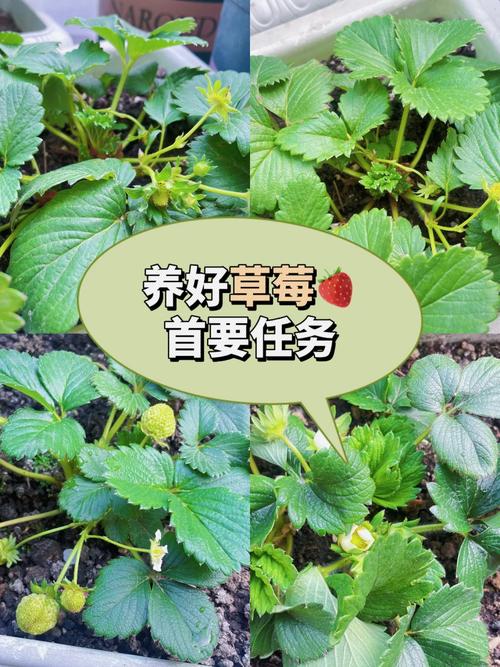 能介绍一下种植草莓的经验与心得吗，水果种植体会烂掉吗。 能介绍一下种植草莓的经验与心得吗，水果种植体会烂掉吗。 土壤施肥