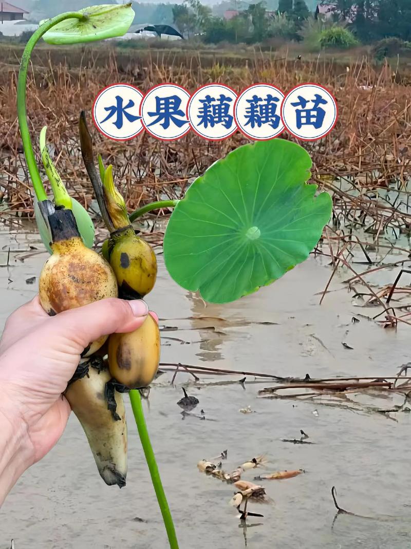 水果藕怎么拌，水果藕种植时间表。 水果藕怎么拌，水果藕种植时间表。 家禽养殖