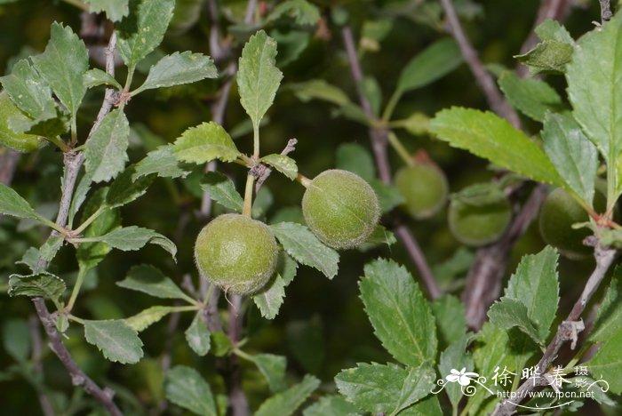 长柄扁桃适合种植区，扁桃水果怎么种植视频。 长柄扁桃适合种植区，扁桃水果怎么种植视频。 畜牧养殖