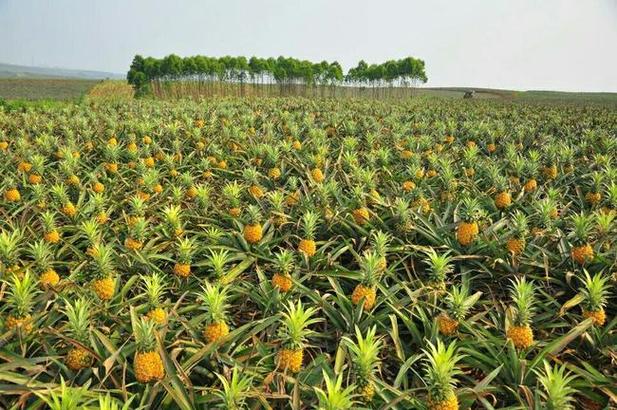 能适合在广东省内种植的水果有哪些，去广东种植水果可以吗现在。 能适合在广东省内种植的水果有哪些，去广东种植水果可以吗现在。 蔬菜种植