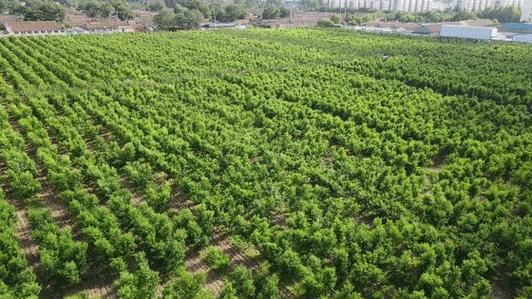 烟台龙口主要种植什么作物，广西建国水果种植基地地址。 烟台龙口主要种植什么作物，广西建国水果种植基地地址。 畜牧养殖