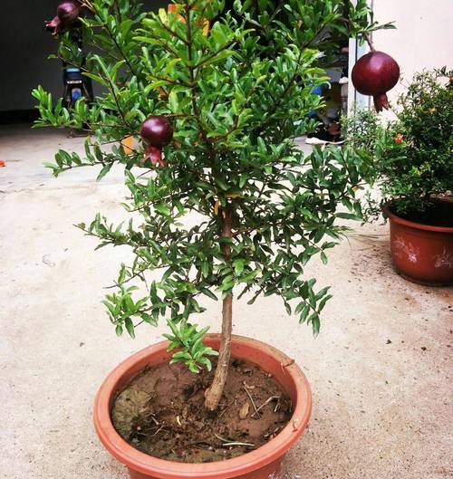 水果盆栽怎么种植方法，种植快的水果盆栽有哪些。 水果盆栽怎么种植方法，种植快的水果盆栽有哪些。 土壤施肥