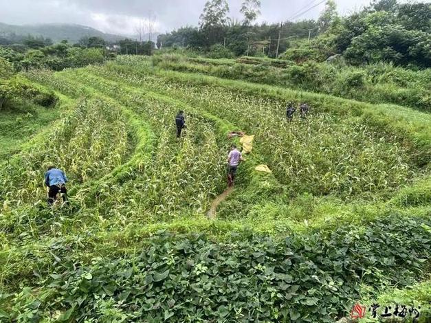 东北月光米好吃吗，鱼台当地水果种植面积多少。 东北月光米好吃吗，鱼台当地水果种植面积多少。 水果种植