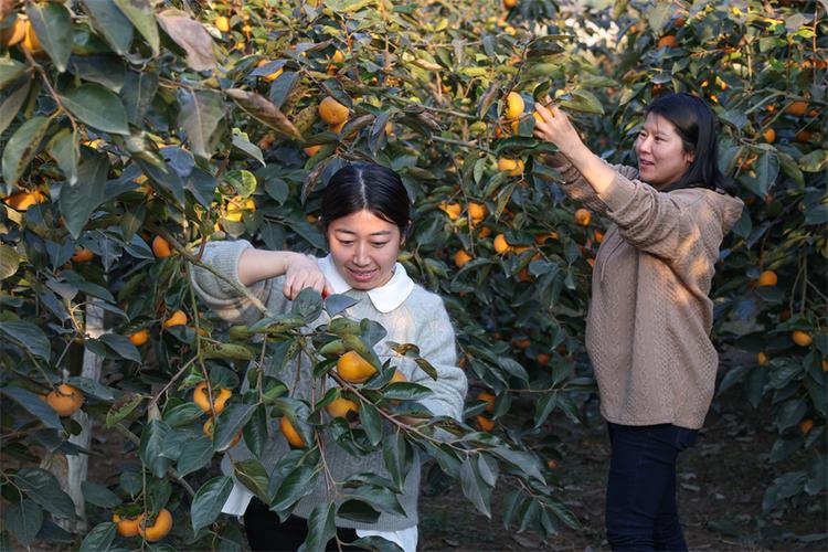 襄阳采摘园哪里最好，襄城种植水果基地在哪里。 襄阳采摘园哪里最好，襄城种植水果基地在哪里。 家禽养殖