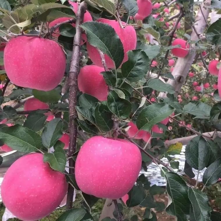 甘肃兰州种植什么果树高产，种植什么水果可以高产呢。 甘肃兰州种植什么果树高产，种植什么水果可以高产呢。 水果种植