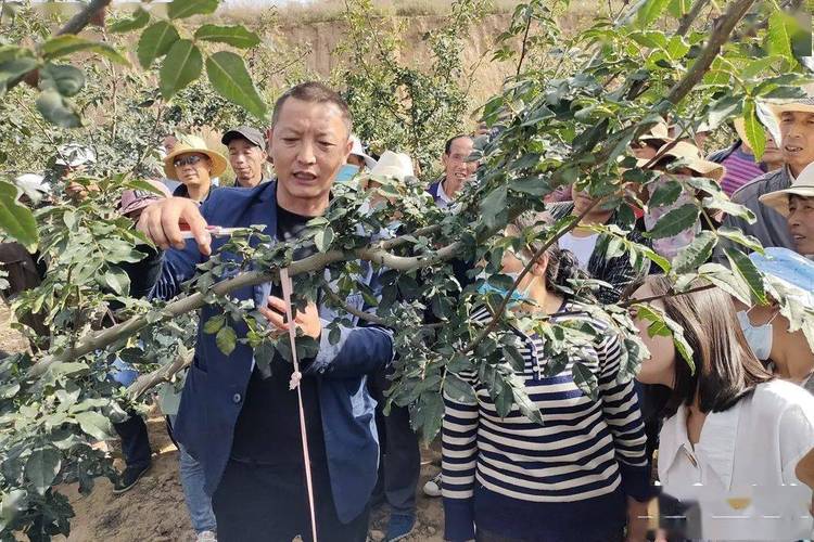 吃水果的标题，水果种植培训标题怎么写。 吃水果的标题，水果种植培训标题怎么写。 土壤施肥