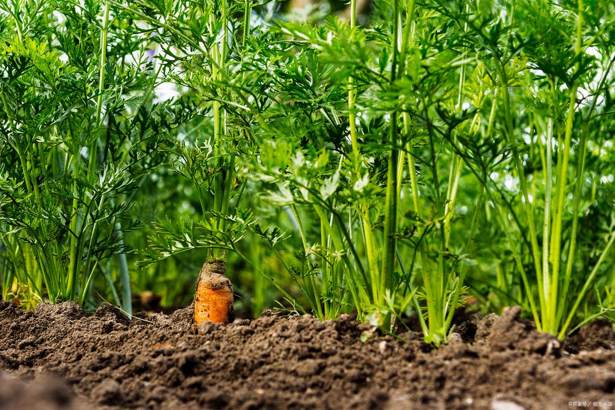 种水果胡萝卜的正确方法和步骤，菜种萝卜水果怎么种植视频。 种水果胡萝卜的正确方法和步骤，菜种萝卜水果怎么种植视频。 土壤施肥