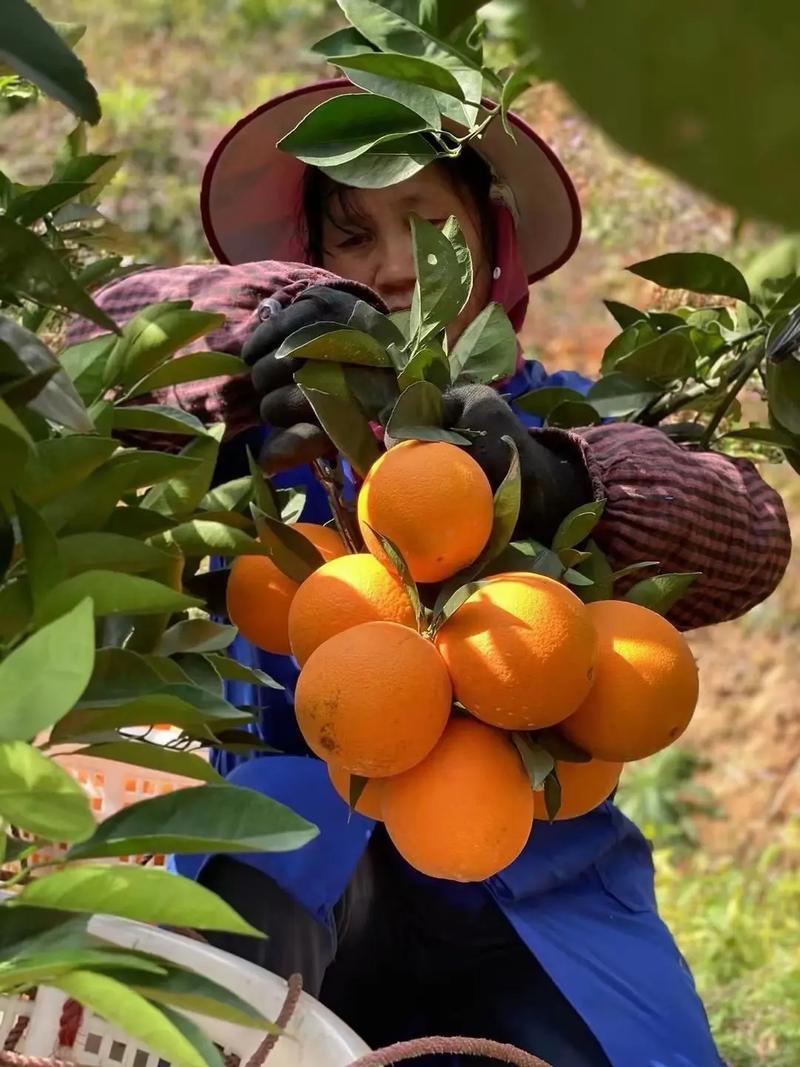 江西赣州适合种植什么水果，江西赣州种植水果有哪些。 江西赣州适合种植什么水果，江西赣州种植水果有哪些。 家禽养殖