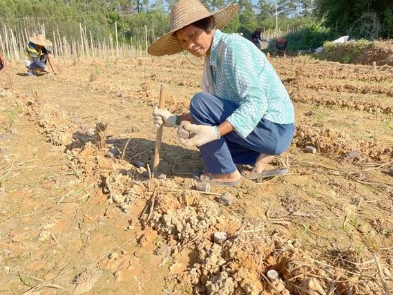 广西桂平金田淮山种植方法，水果桂平适合种植什么树。 广西桂平金田淮山种植方法，水果桂平适合种植什么树。 土壤施肥