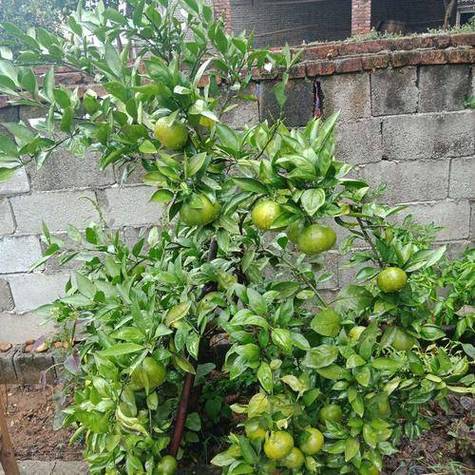 北方院子必种三大水果，哪种水果种植在北方最好。 北方院子必种三大水果，哪种水果种植在北方最好。 家禽养殖