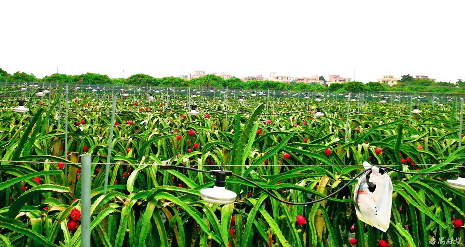 世界出名的水果基地，果园水果种植基地图片。 世界出名的水果基地，果园水果种植基地图片。 家禽养殖