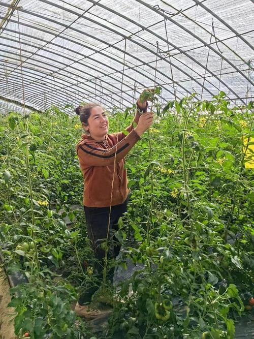 海南西红柿种植时间和方法，沈阳水果种植基地。 海南西红柿种植时间和方法，沈阳水果种植基地。 家禽养殖