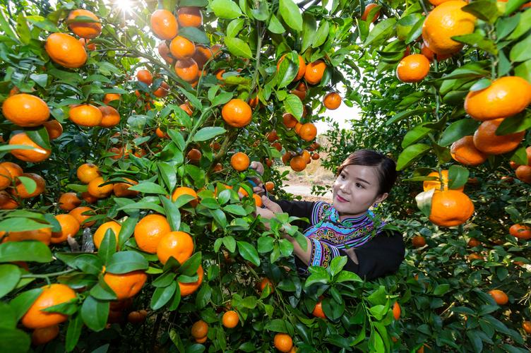 沙糖桔种植地区，西林水果种植地址在那里。 沙糖桔种植地区，西林水果种植地址在那里。 家禽养殖