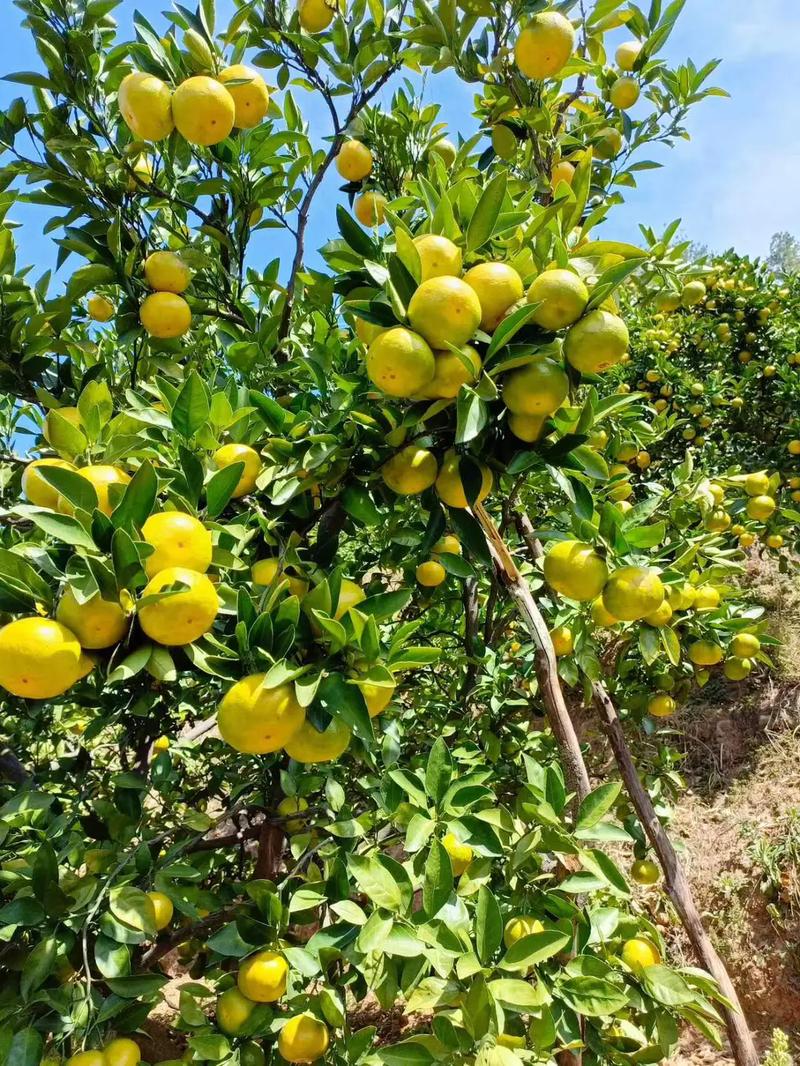 湖南适合种植什么水果，合适湖南种植的水果有哪些。 湖南适合种植什么水果，合适湖南种植的水果有哪些。 家禽养殖