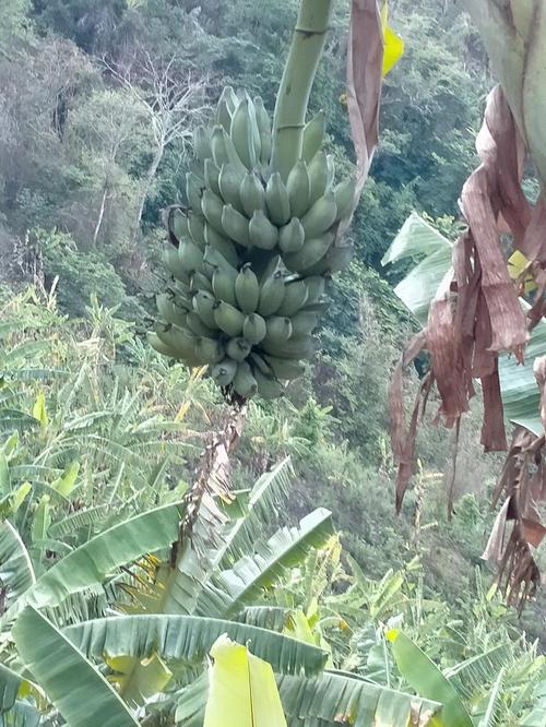 云南元阳产芭蕉吗，元阳乡镇水果种植基地在哪里。 云南元阳产芭蕉吗，元阳乡镇水果种植基地在哪里。 畜牧养殖