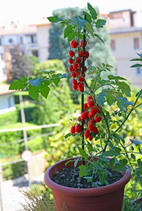 室内适合种植什么水果，容易种植小型水果有哪些。 室内适合种植什么水果，容易种植小型水果有哪些。 畜牧养殖