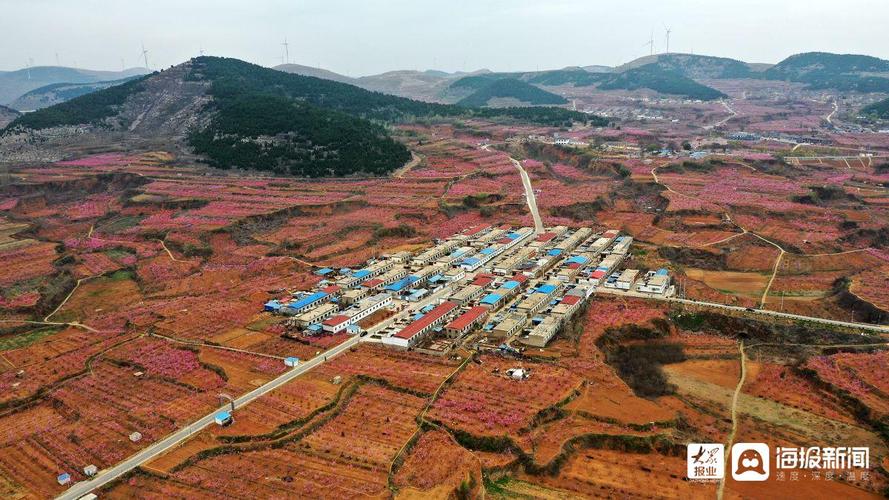 中国带桃的城市有几个，肥城苹果水果种植基地在哪里。 中国带桃的城市有几个，肥城苹果水果种植基地在哪里。 蔬菜种植