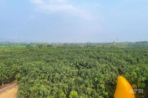 海盐早餐推荐，建湖种植水果基地在哪。 海盐早餐推荐，建湖种植水果基地在哪。 土壤施肥