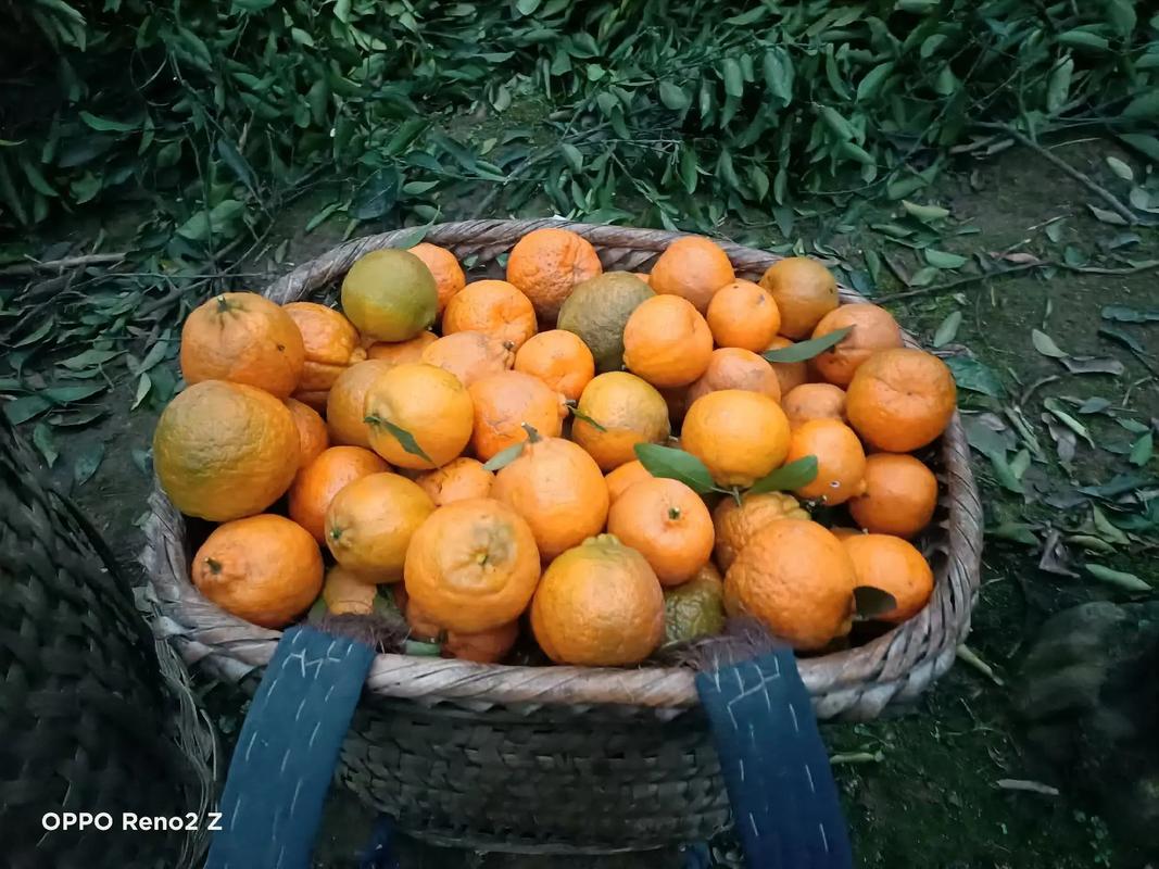 走亲戚买什么水果好，适合亲戚种植的水果有哪些。 走亲戚买什么水果好，适合亲戚种植的水果有哪些。 土壤施肥