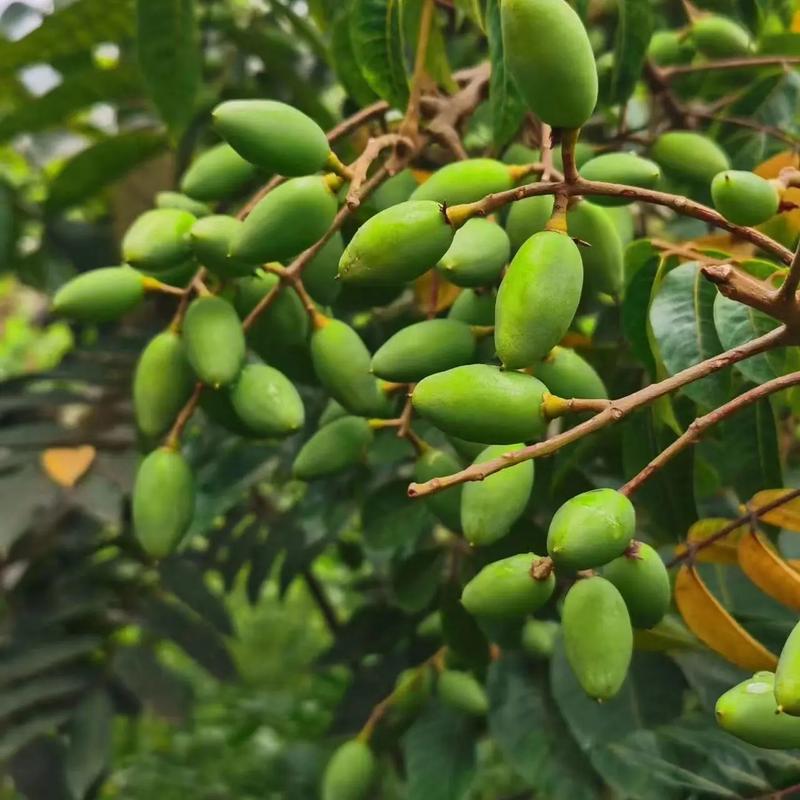 问福建的水果特产有什么，闽清秋季水果种植时间。 问福建的水果特产有什么，闽清秋季水果种植时间。 水果种植