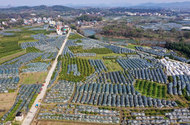 广西水果那么多，哪些地方种植地出名呢，昭平市水果种植基地在哪里。 广西水果那么多，哪些地方种植地出名呢，昭平市水果种植基地在哪里。 蔬菜种植