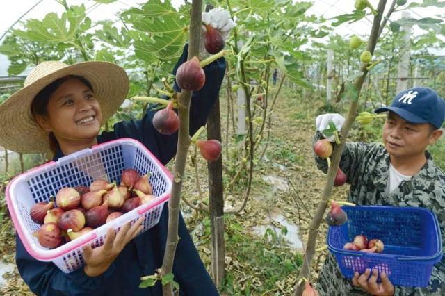 益阳水果哪里最便宜，益阳田里水果种植基地。 益阳水果哪里最便宜，益阳田里水果种植基地。 水果种植