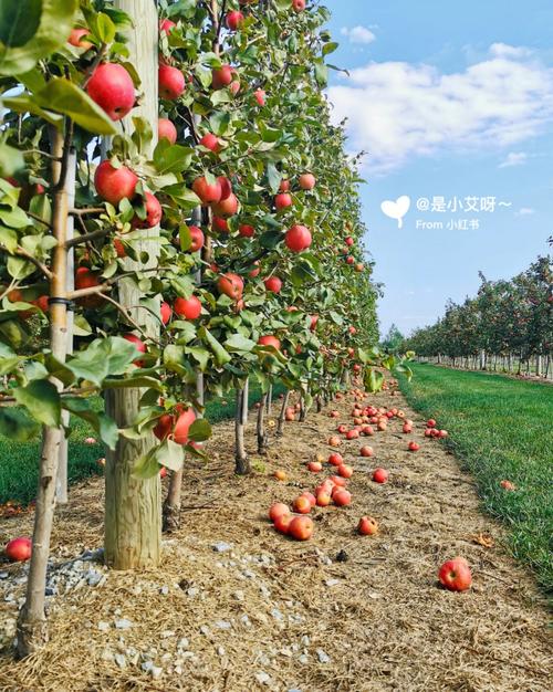 美国的家庭农场是如何发展起来的，美国人如何种植水果的视频。 美国的家庭农场是如何发展起来的，美国人如何种植水果的视频。 蔬菜种植