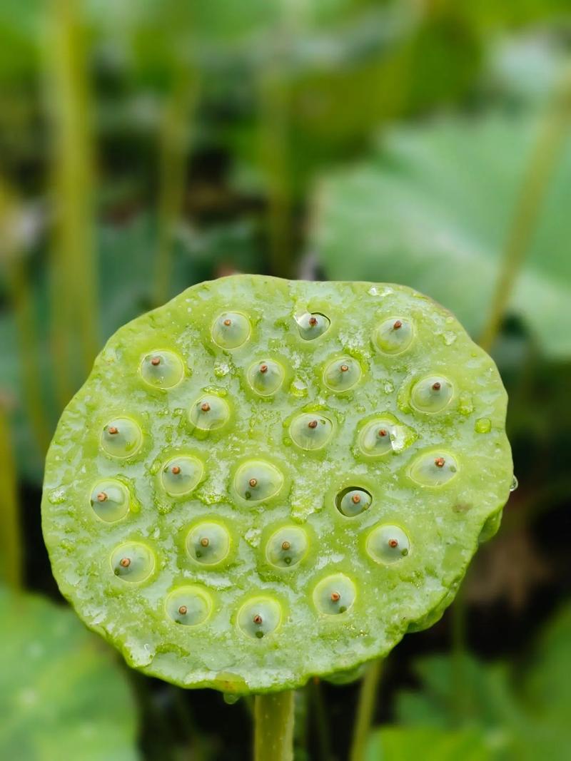 太空莲子种植20亩利润，水果莲蓬种植效益怎么样。 太空莲子种植20亩利润，水果莲蓬种植效益怎么样。 水果种植