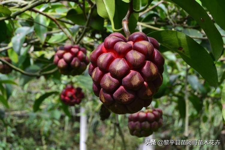 湖南适合种植什么水果，湖南水果种植前景如何。 湖南适合种植什么水果，湖南水果种植前景如何。 家禽养殖