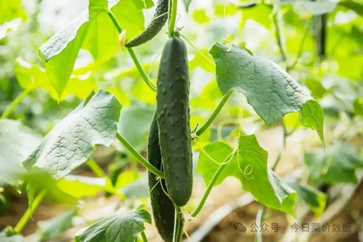 适合秋天种植的蔬菜有哪些？适合种植什么瓜果，秋季水果蔬菜的种植方法。 适合秋天种植的蔬菜有哪些？适合种植什么瓜果，秋季水果蔬菜的种植方法。 蔬菜种植