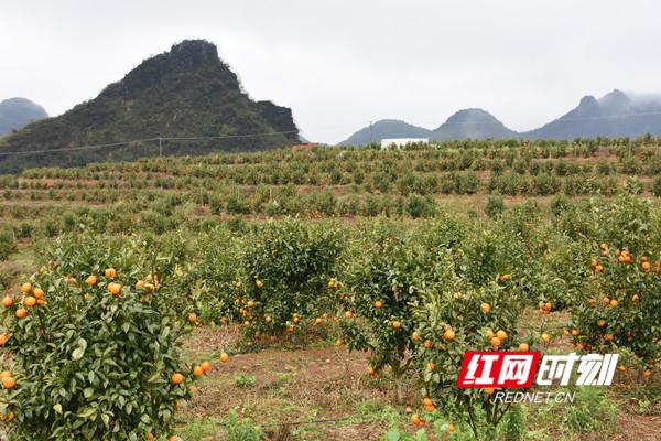 江永沃柑哪里最多，汝城县水果种植面积。 江永沃柑哪里最多，汝城县水果种植面积。 畜牧养殖